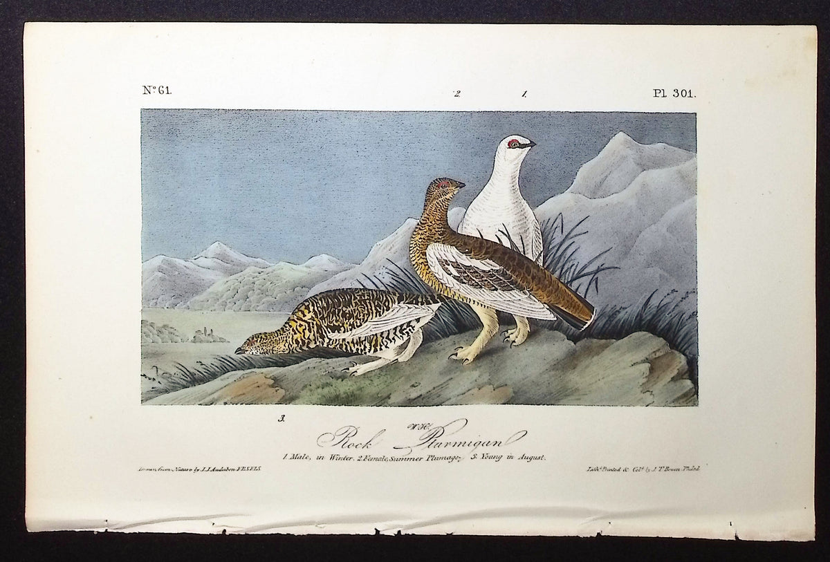 Rock Ptarmigan