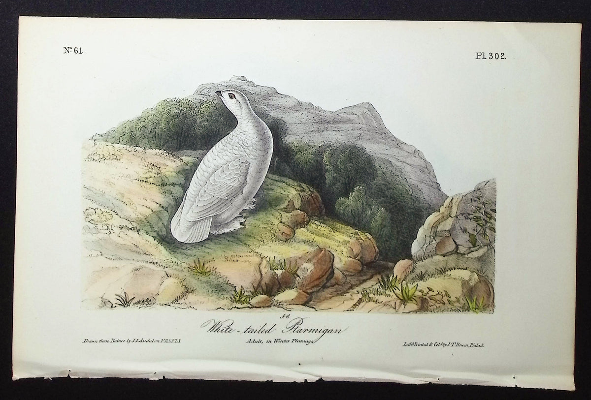 White-tailed Ptarmigan