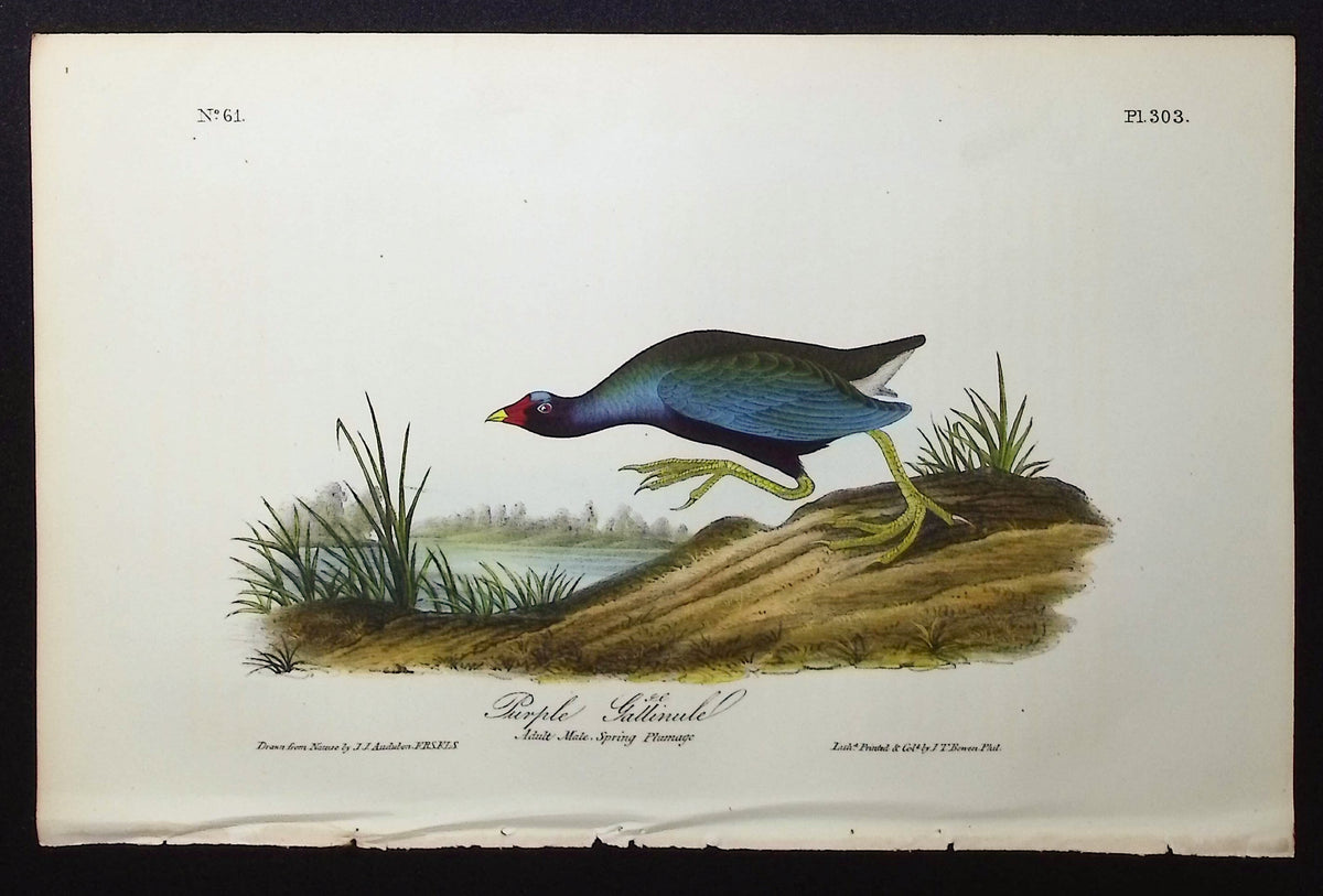 Purple Gallinule