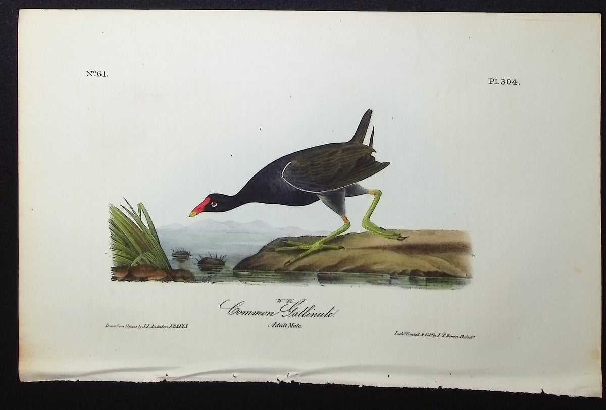 Common Gallinule
