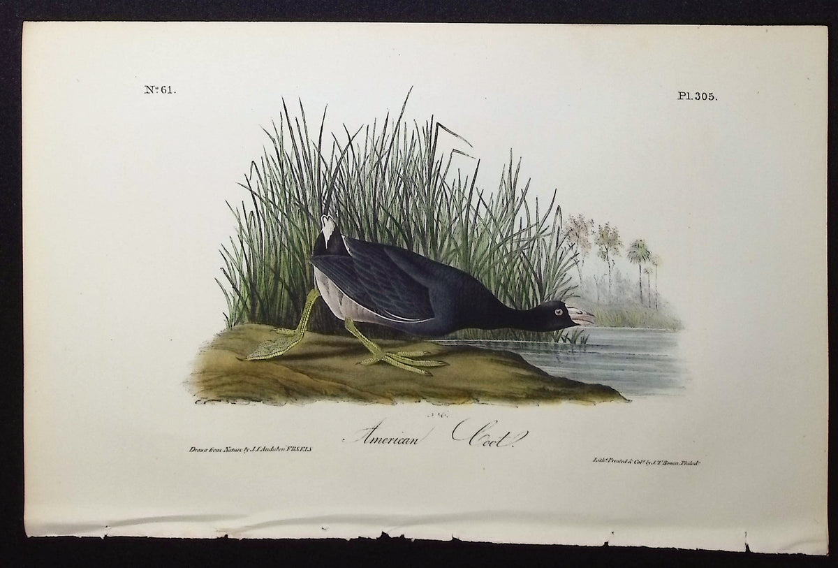 American Coot