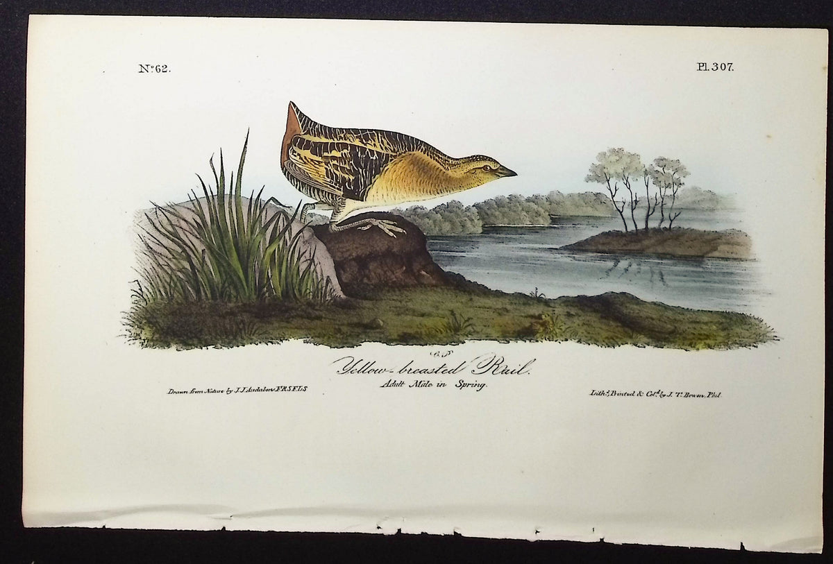 Yellow-breasted Rail
