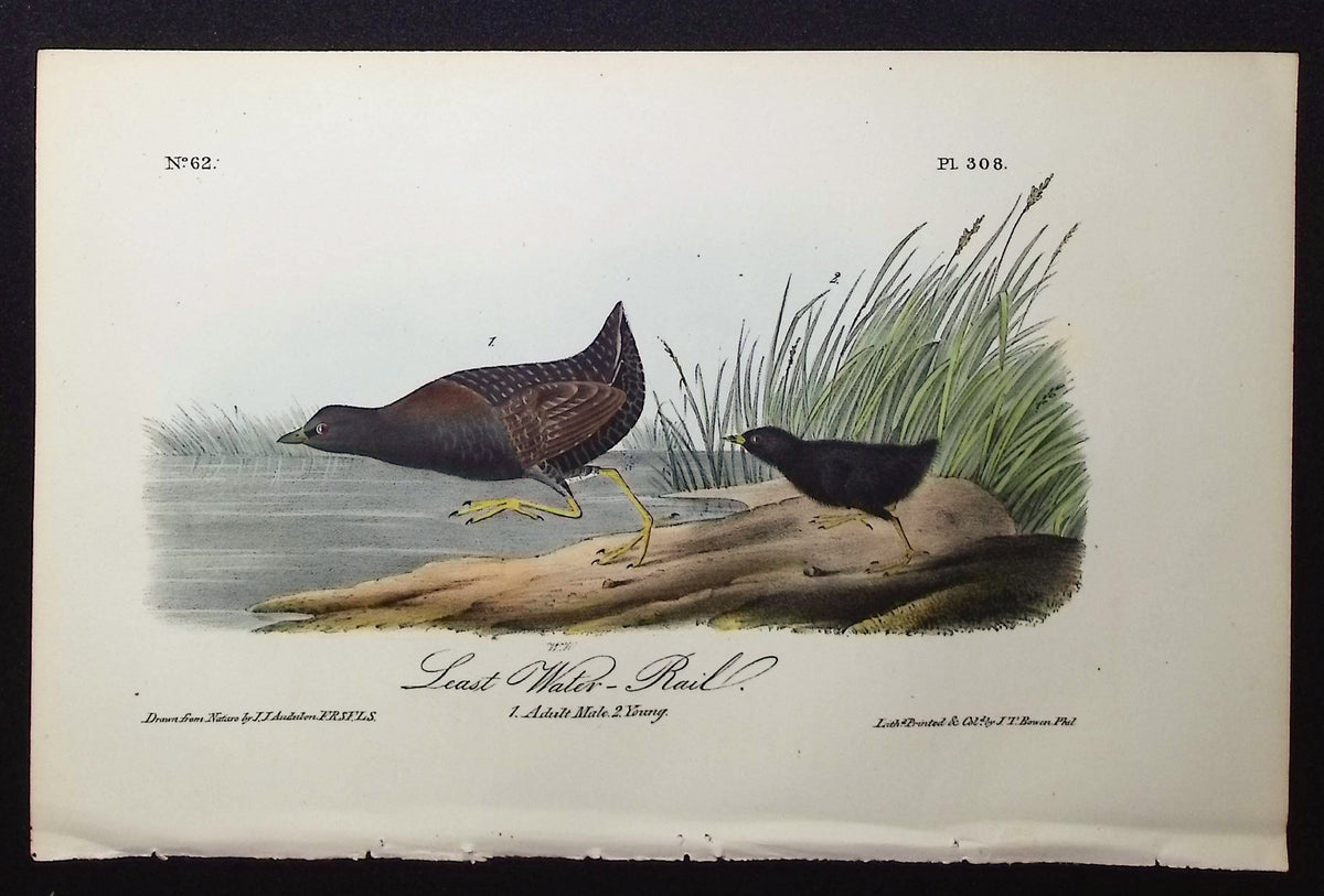 Least Water-Rail