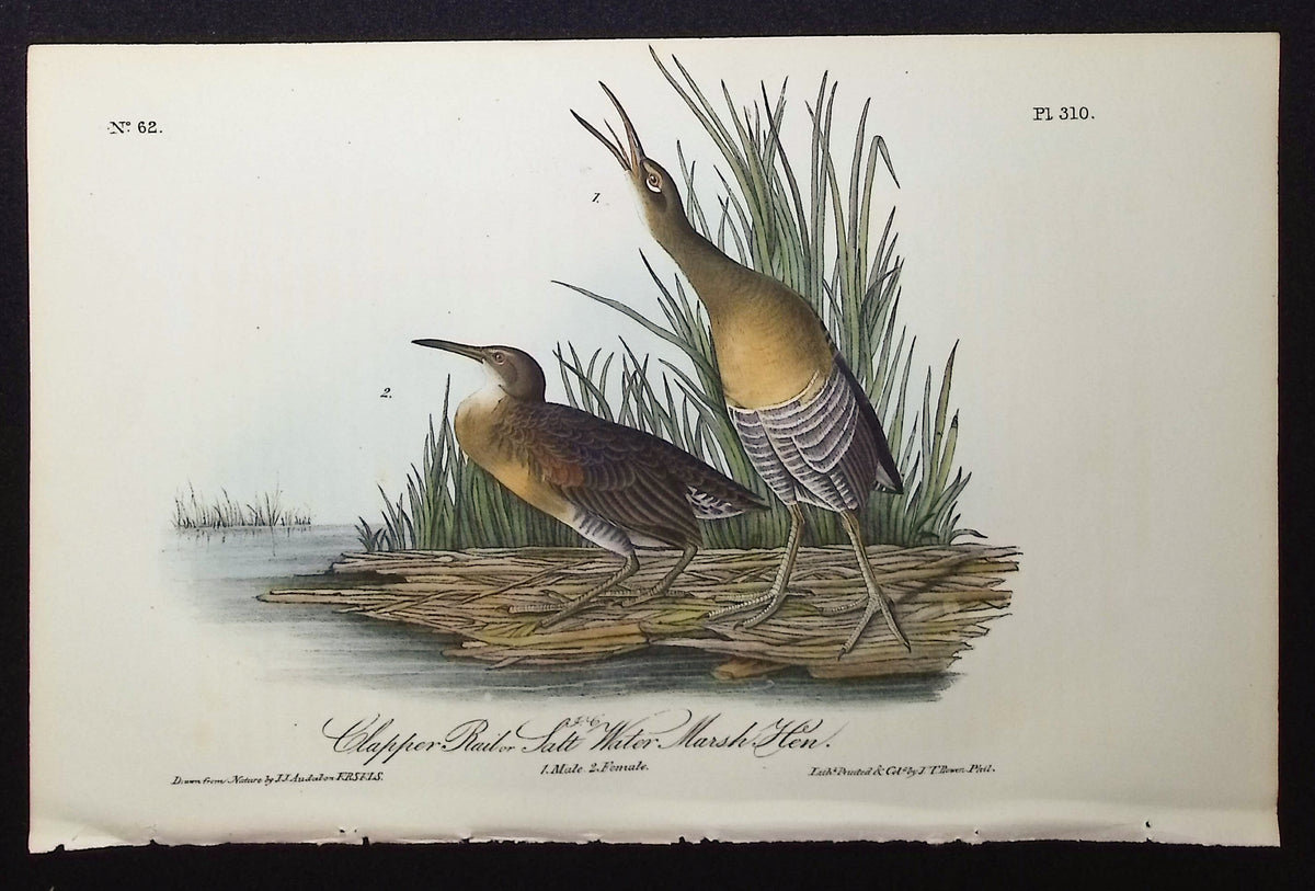 Clapper Rail or Salt Water Marsh Hen