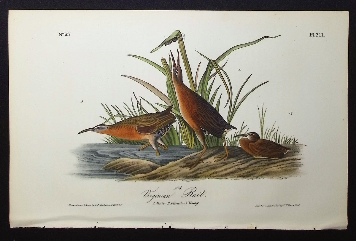 Virginian Rail