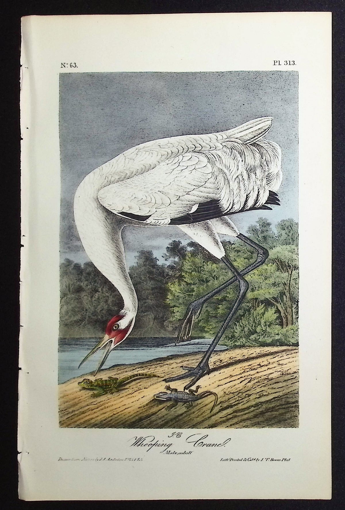 Whooping Crane (Endangered)