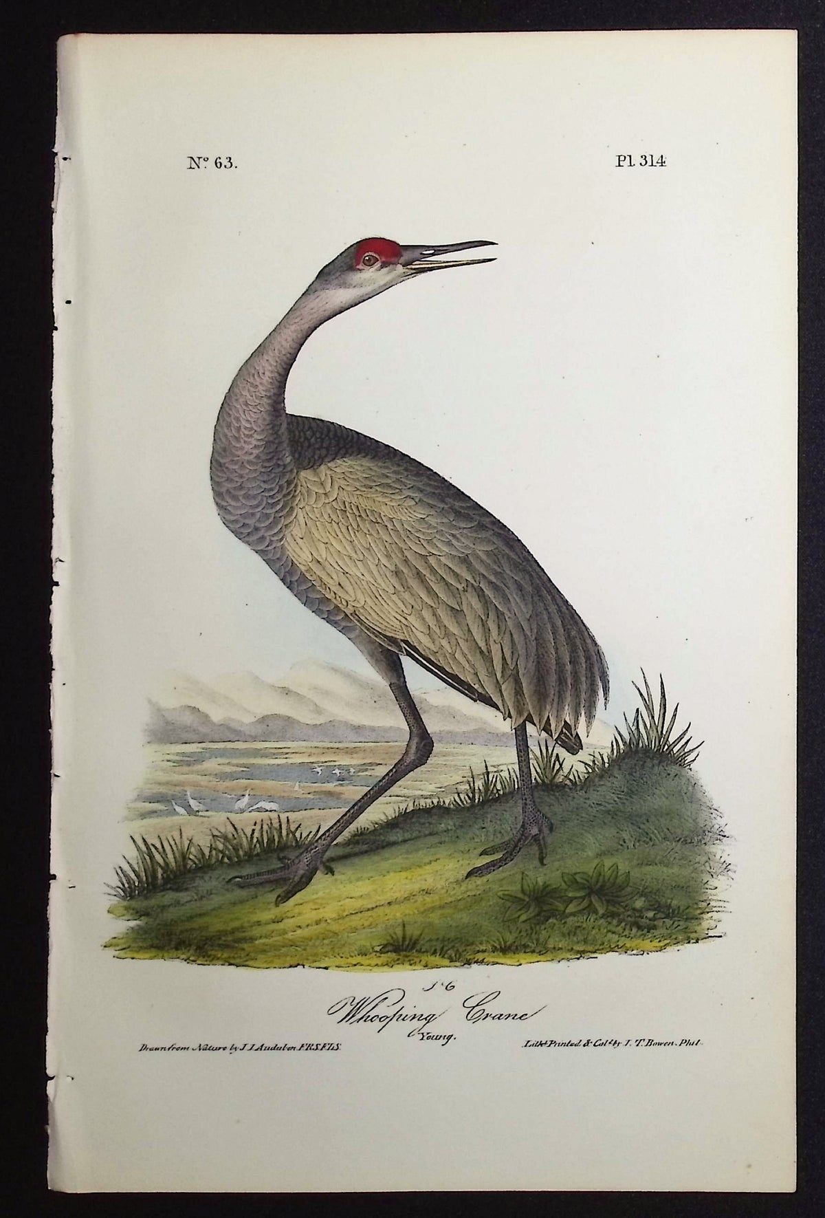 Whooping Crane (Endangered)