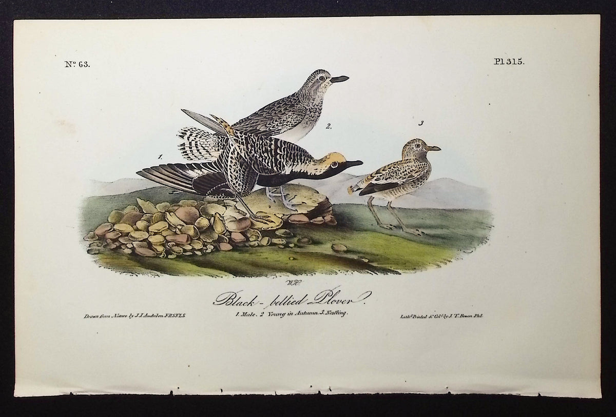 Black-bellied Plover