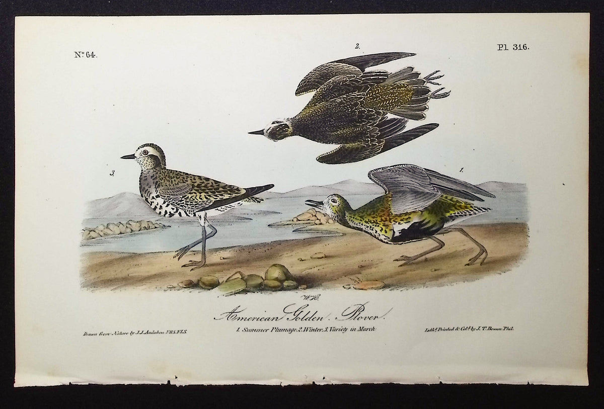 American Golden Plover