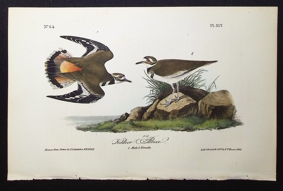 Killdeer Plover