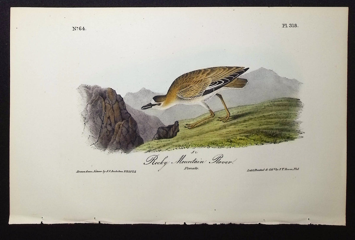 Rocky Mountain Plover