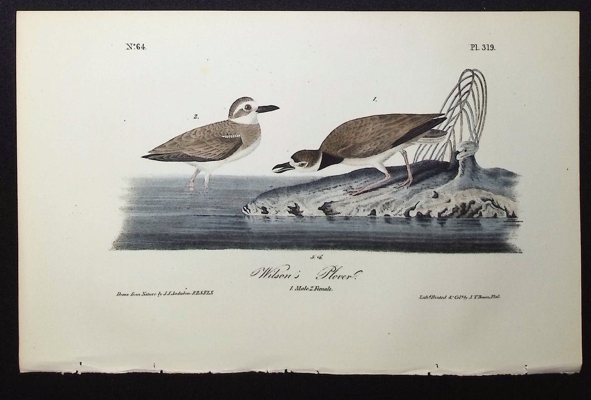 Wilson's Plover