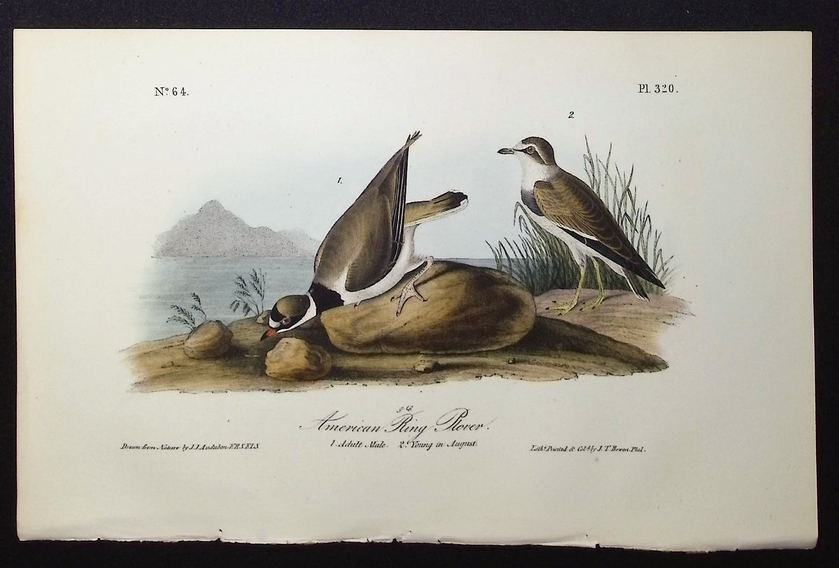 American Ring Plover