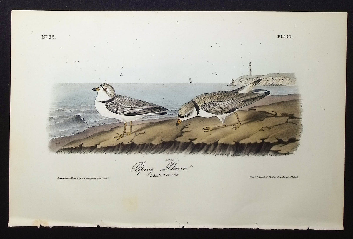 Piping Plover