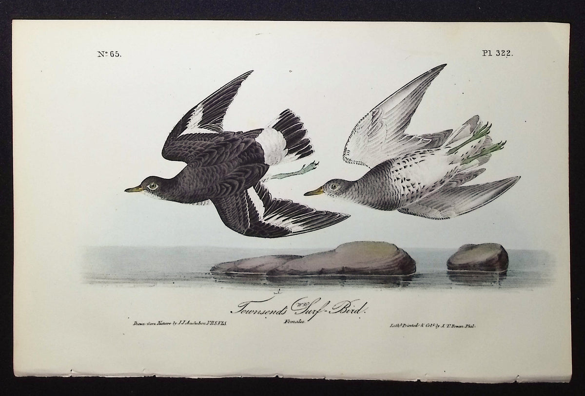 Townsend's Surf Bird