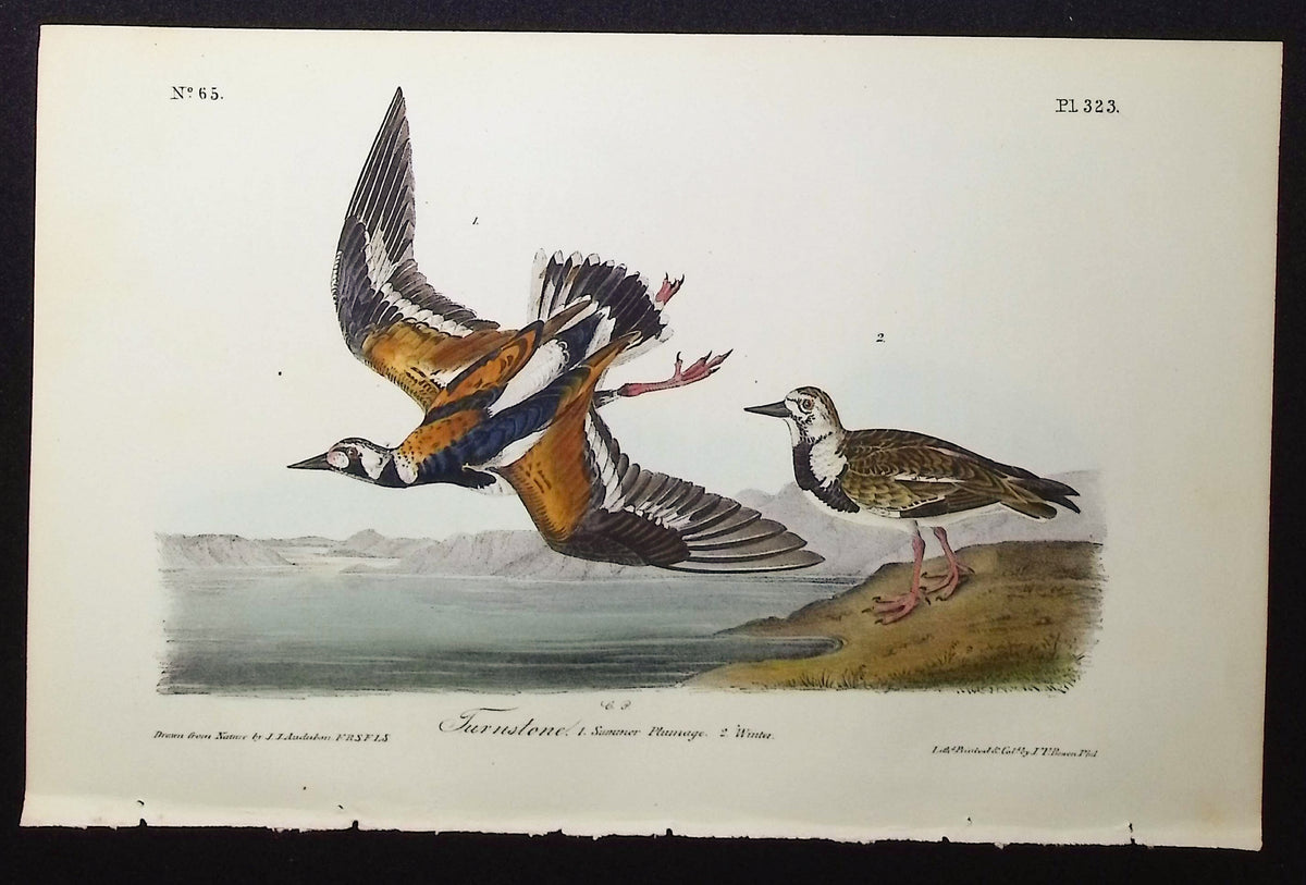 Turnstone