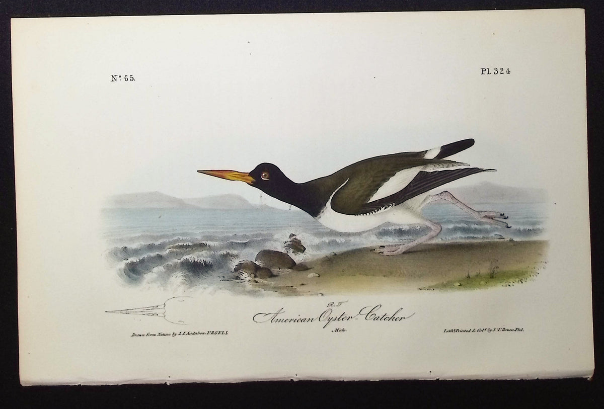 American Oyster-Catcher