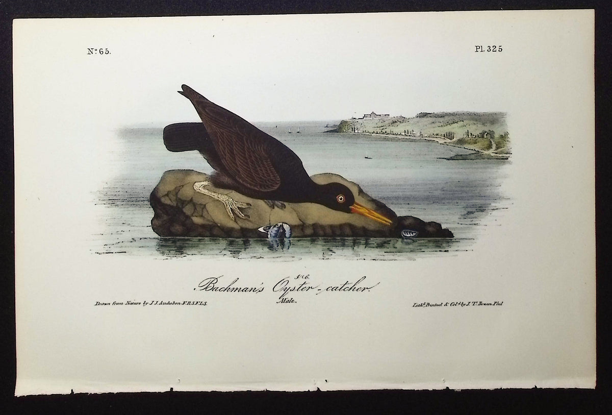 Bachman's Oyster-catcher