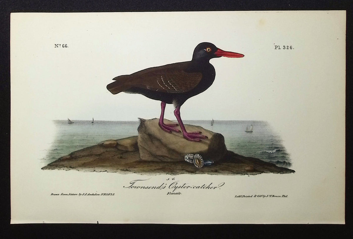 Townsend's Oyster-catcher