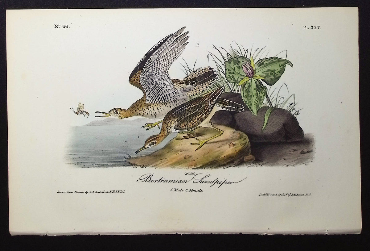 Bartramian Sandpiper