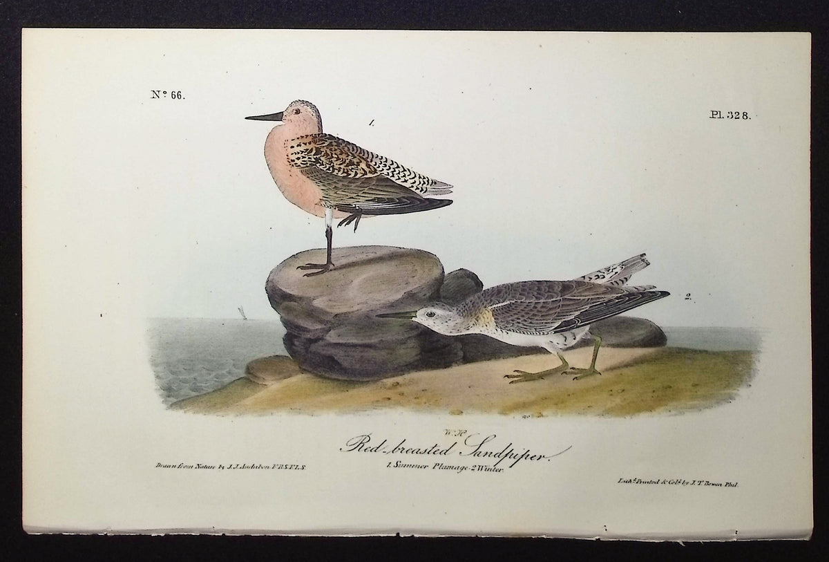 Red-breasted Sandpiper