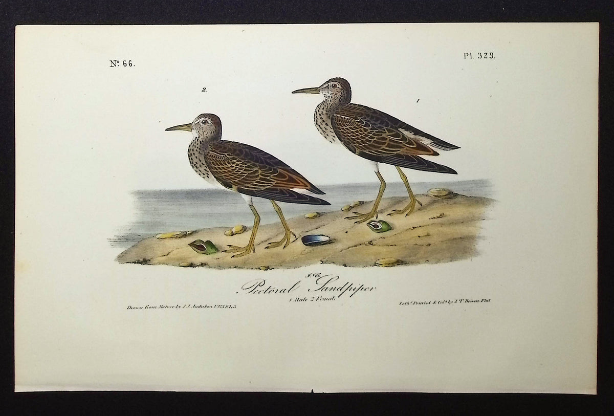 Pectoral Sandpiper