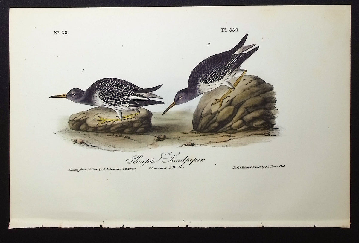 Purple Sandpiper
