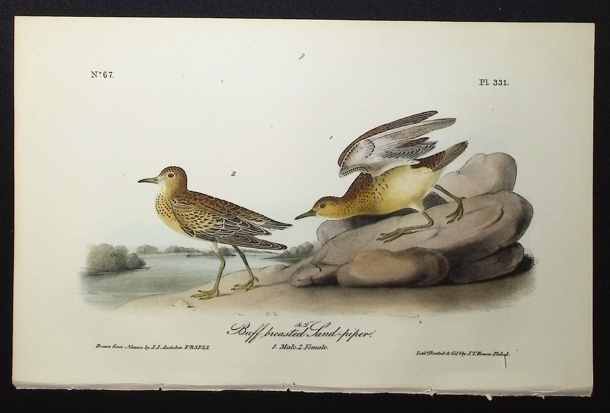 Buff-breasted Sand-piper