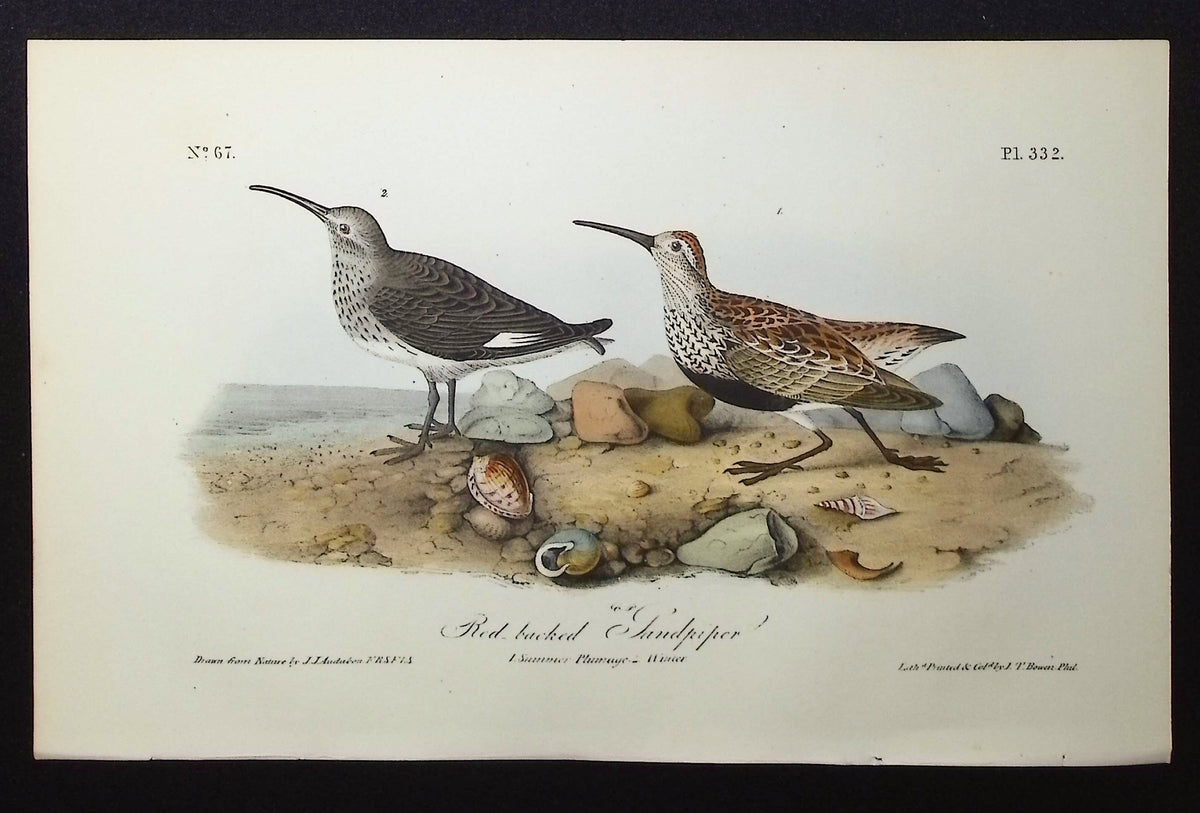 Red-backed Sandpiper