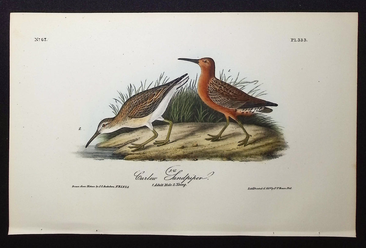 Curlew Sandpiper