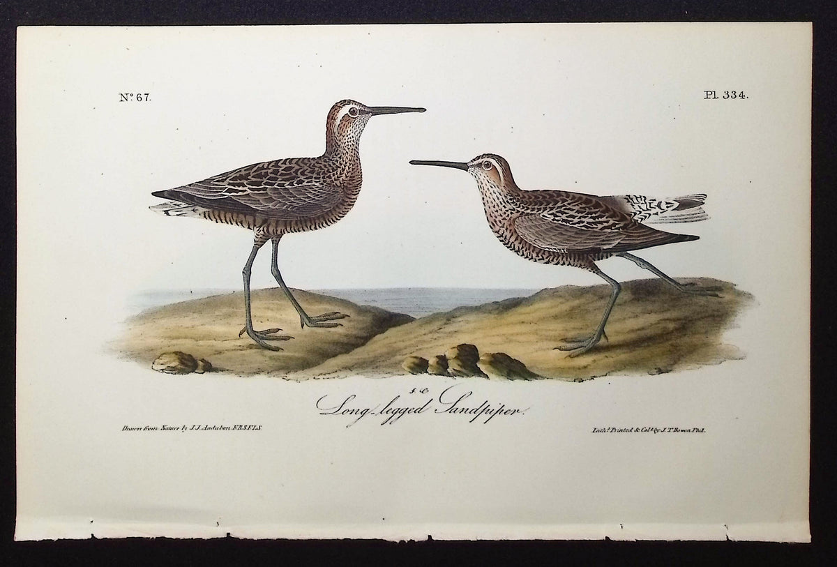 Long-legged Sandpiper