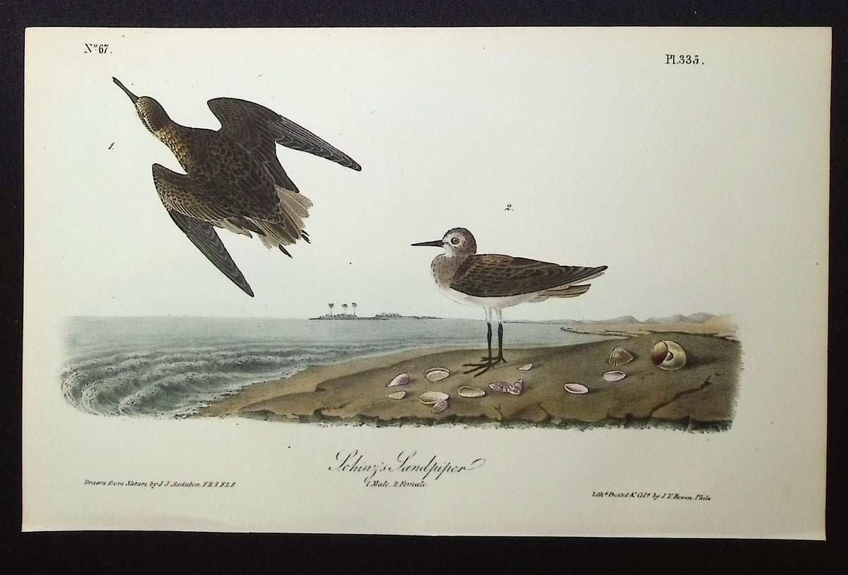 Schinz's Sandpiper