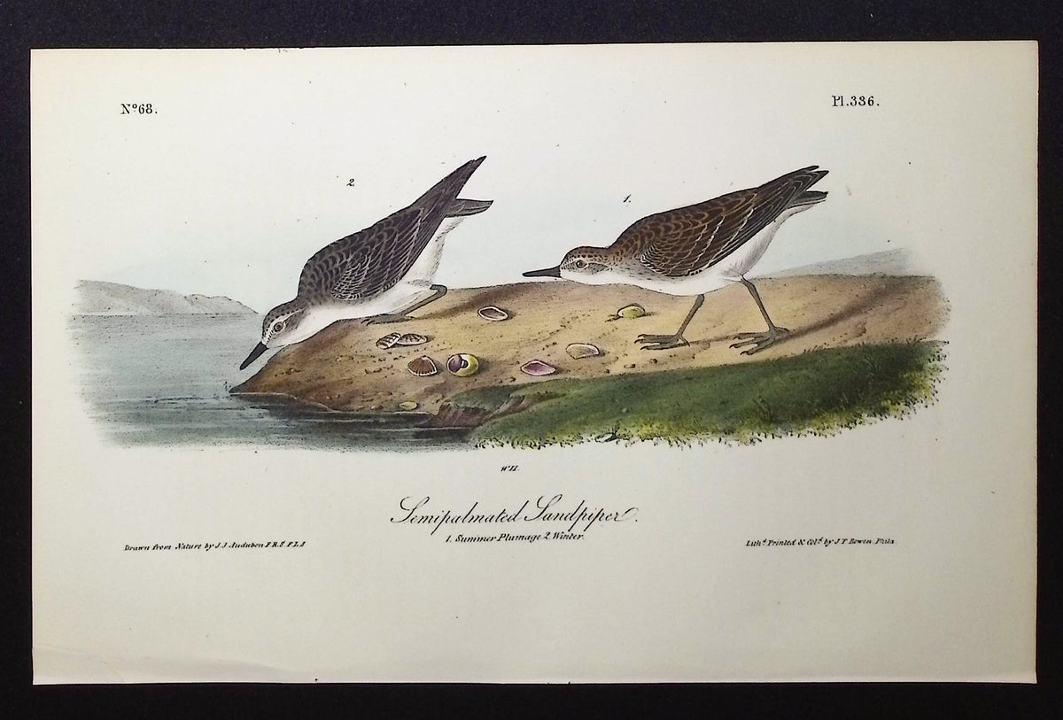 Semipalmated Sandpiper