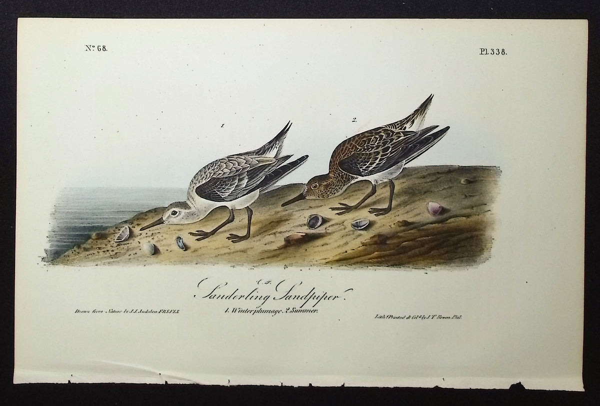 Sanderling Sandpiper