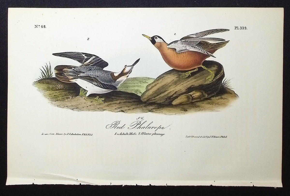 Red Phalarope