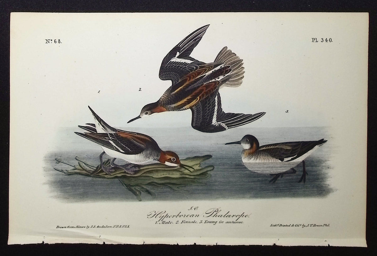 Hyperborean Phalarope