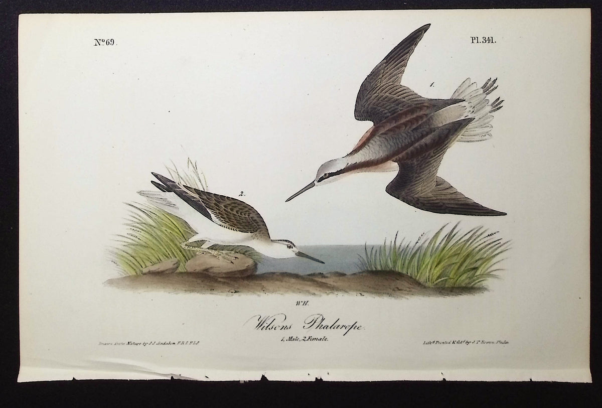 Wilson's Phalarope