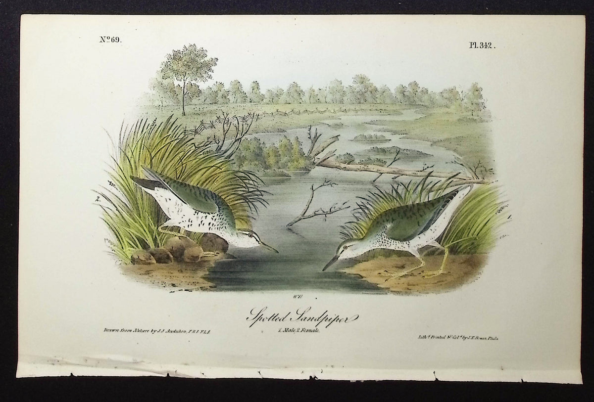 Spotted Sandpiper