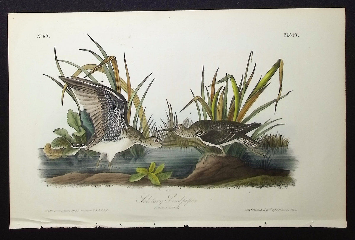 Solitary Sandpiper