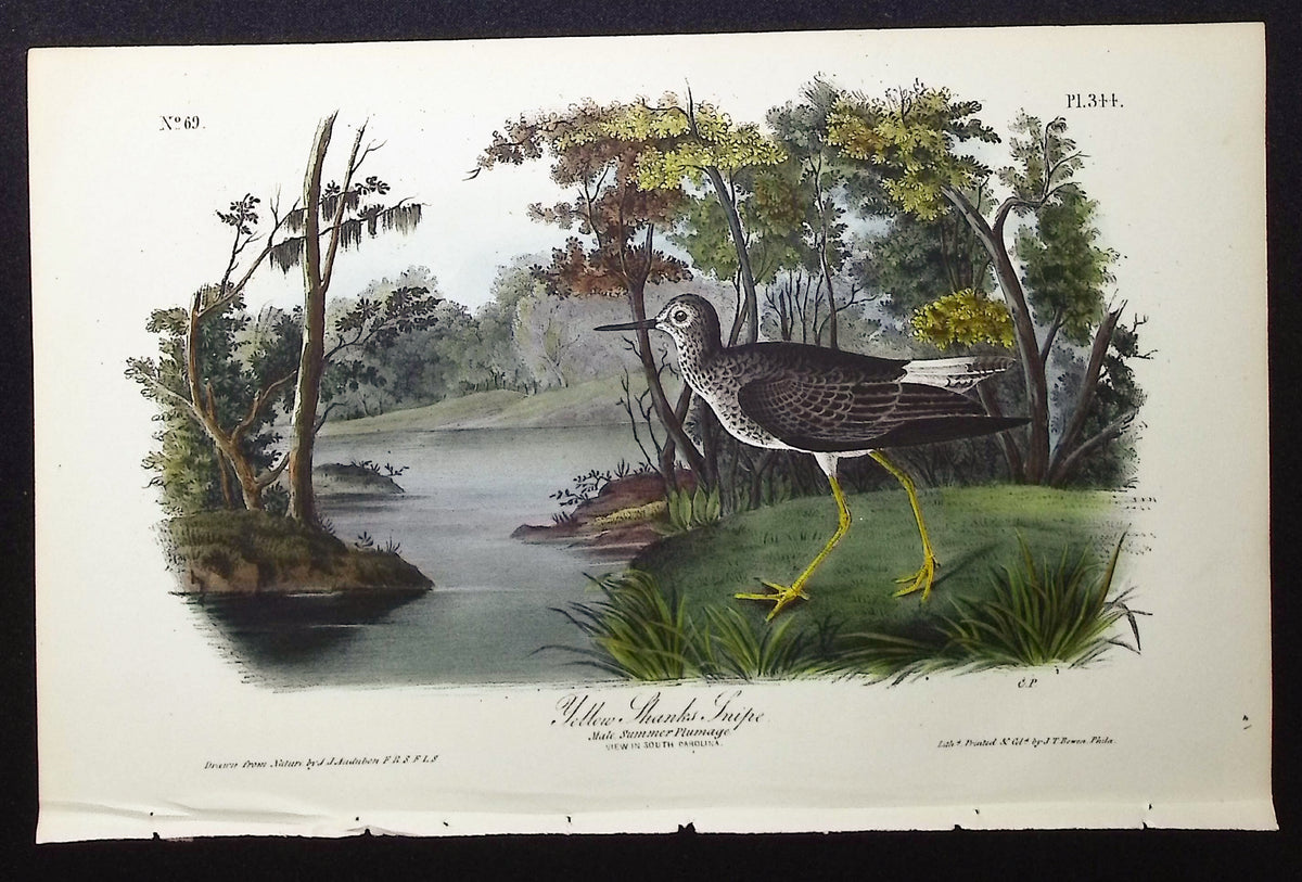 Yellow Shanks Snipe