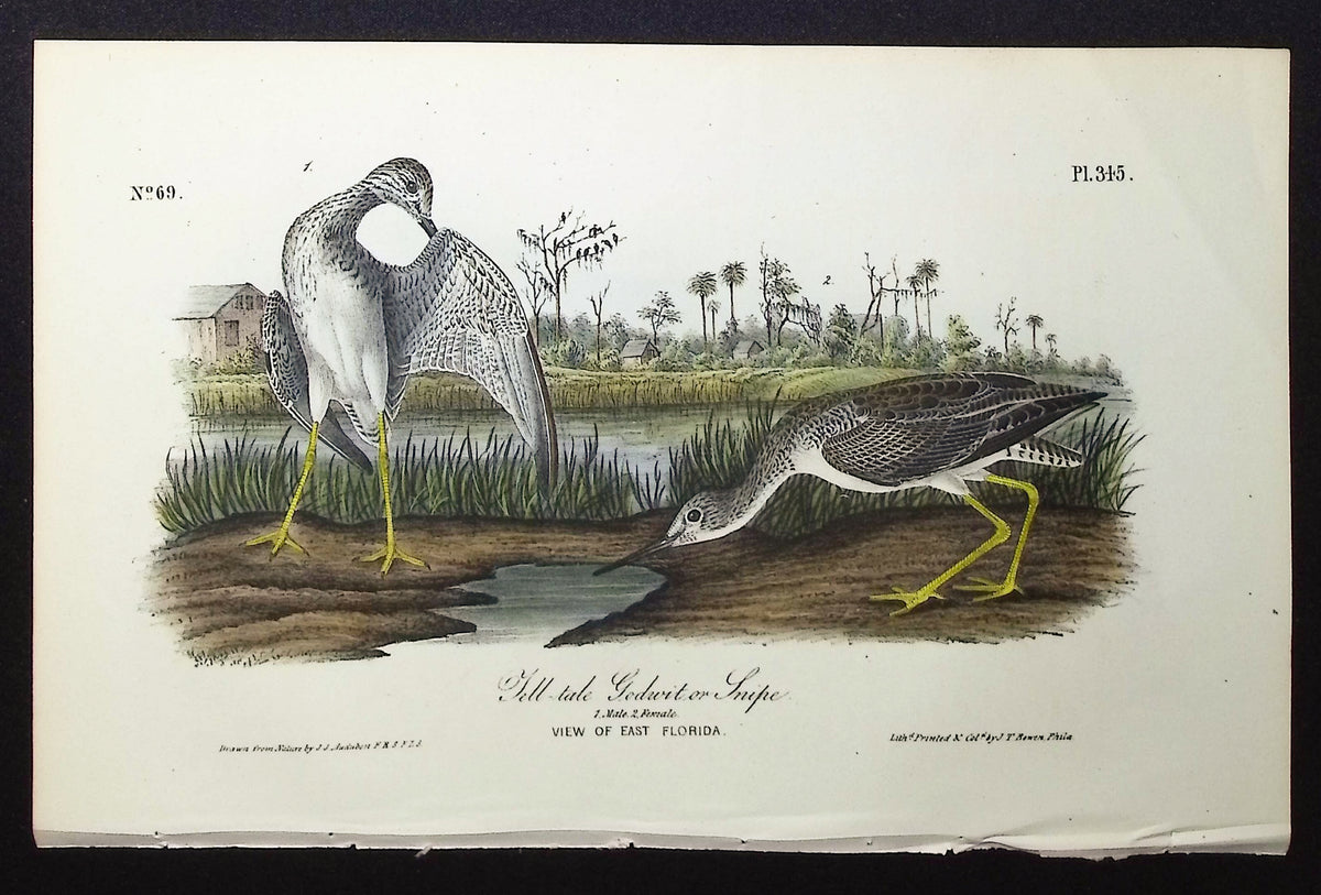 Tell-tale Godwit or Snipe