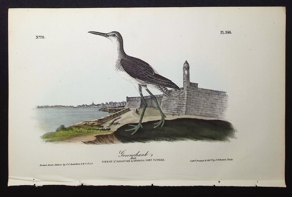 Greenshank