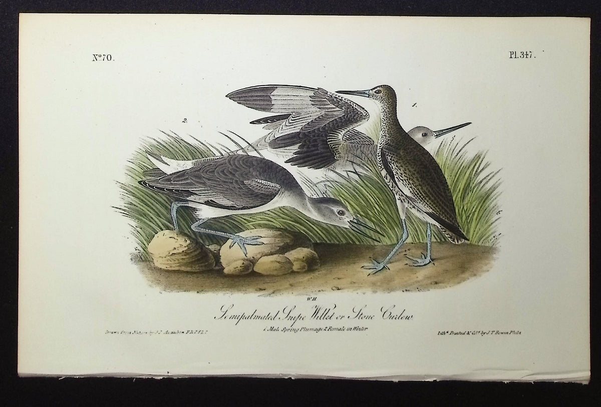 Semipalmated Snipe Willet or Stone Curlew