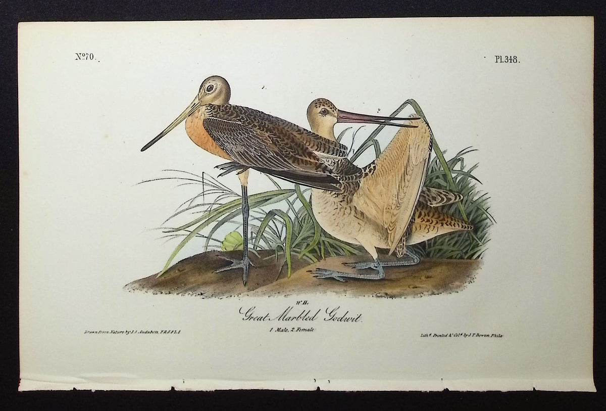Great Marbled Godwit