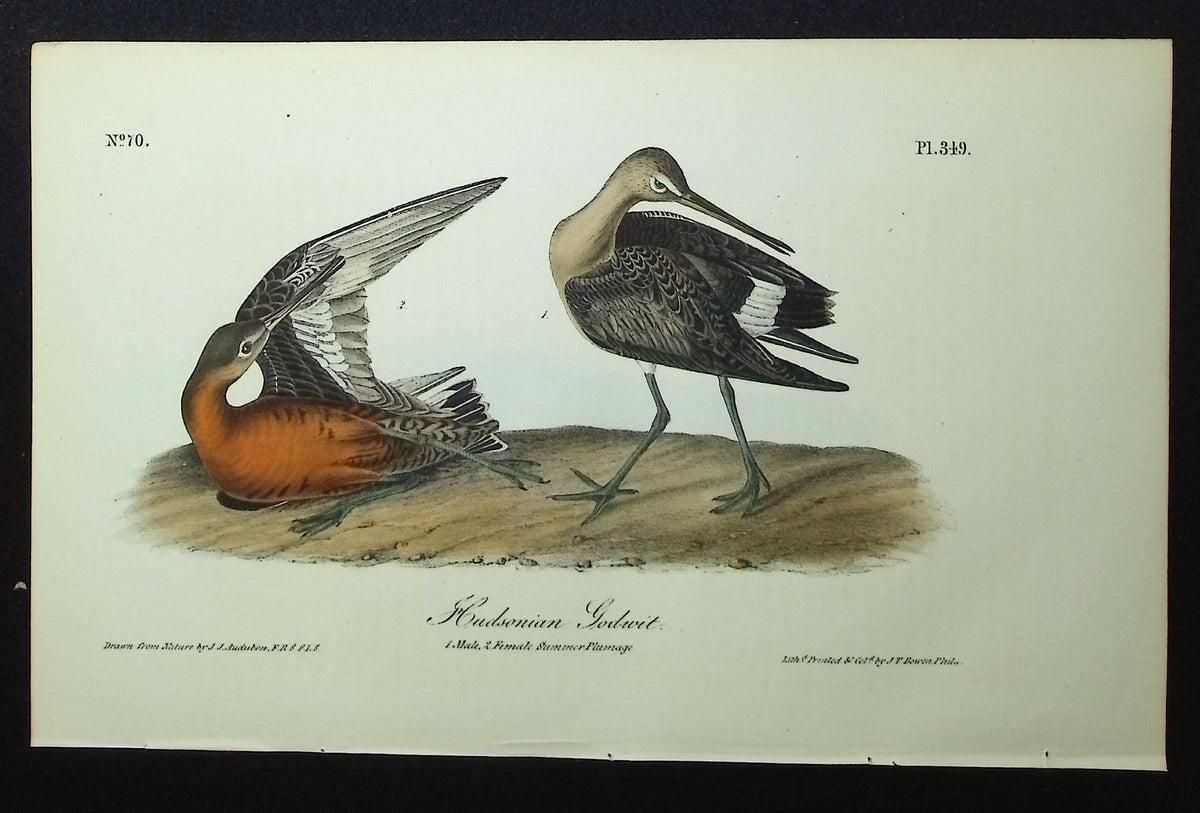 Hudsonian Godwit
