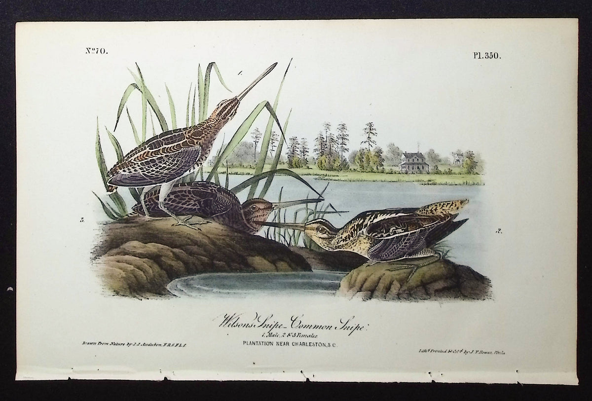 Wilsons Snipe, Common Snipe