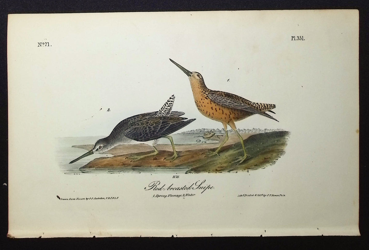 Red-breasted Snipe