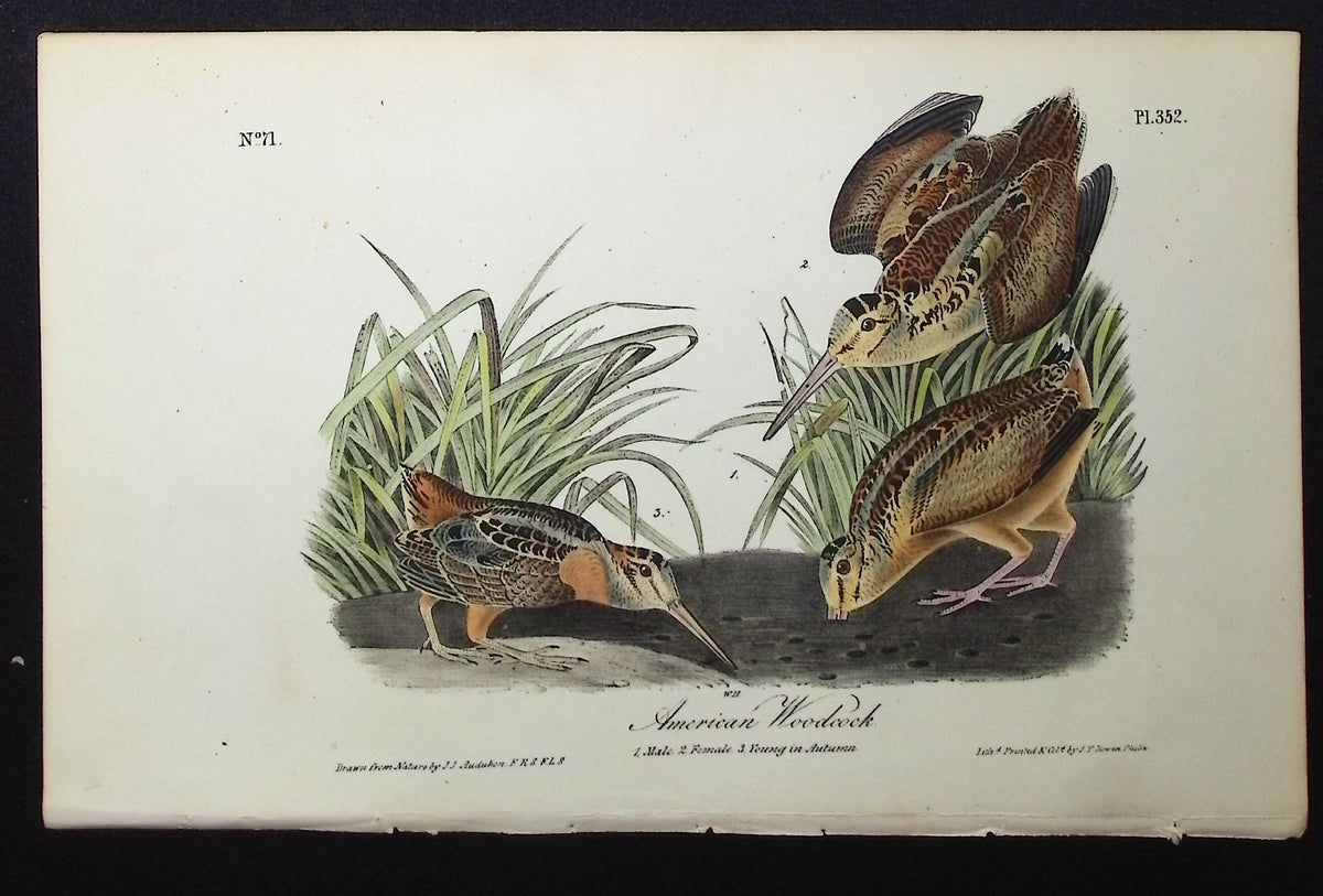 American Woodcock