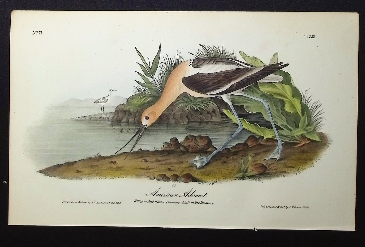 American Avocet