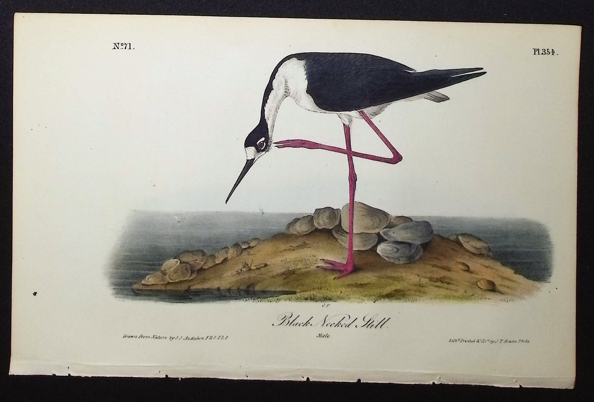 Black Necked Stilt